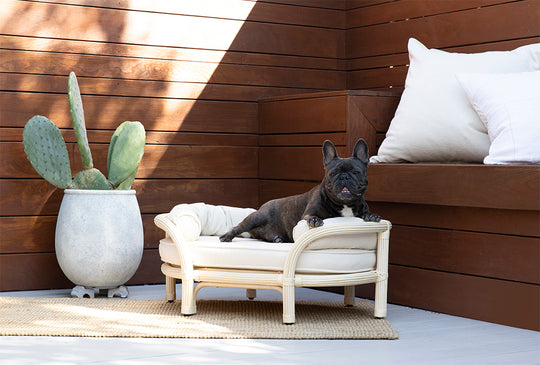 Minti Rattan Dog Bed - Australian Designed by The Bees Knees Collective