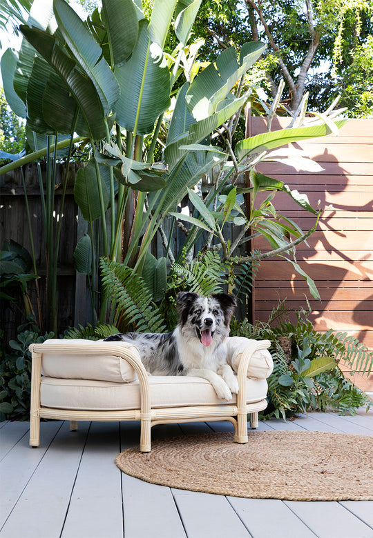Minti Rattan Oval Shaped Dog Bed - Australian Designed by The Bees Knees Collective