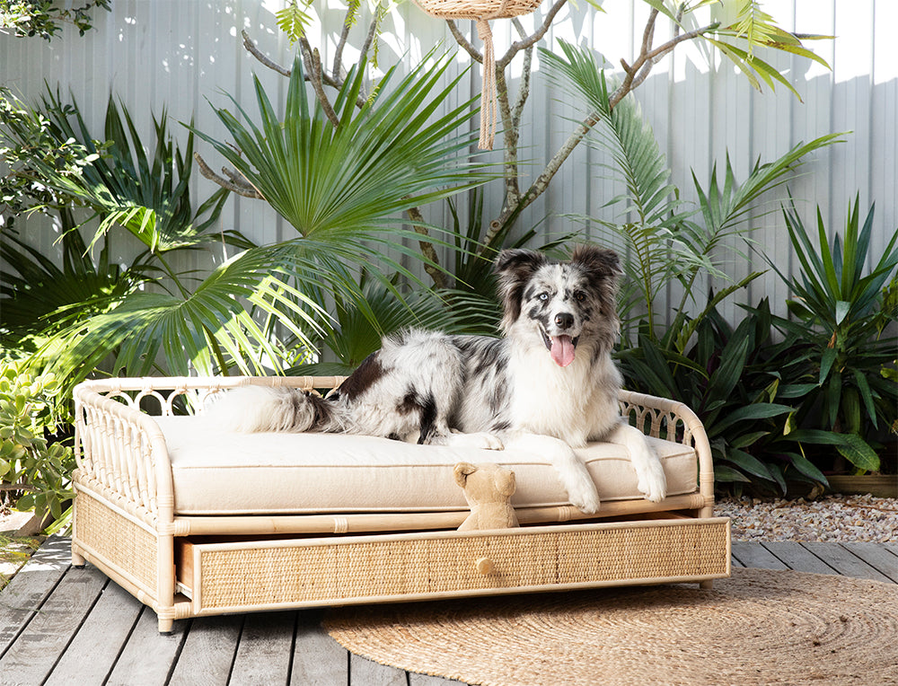 Dixie Rattan Dog Bed Designed in Australia by Bees Knees Collective