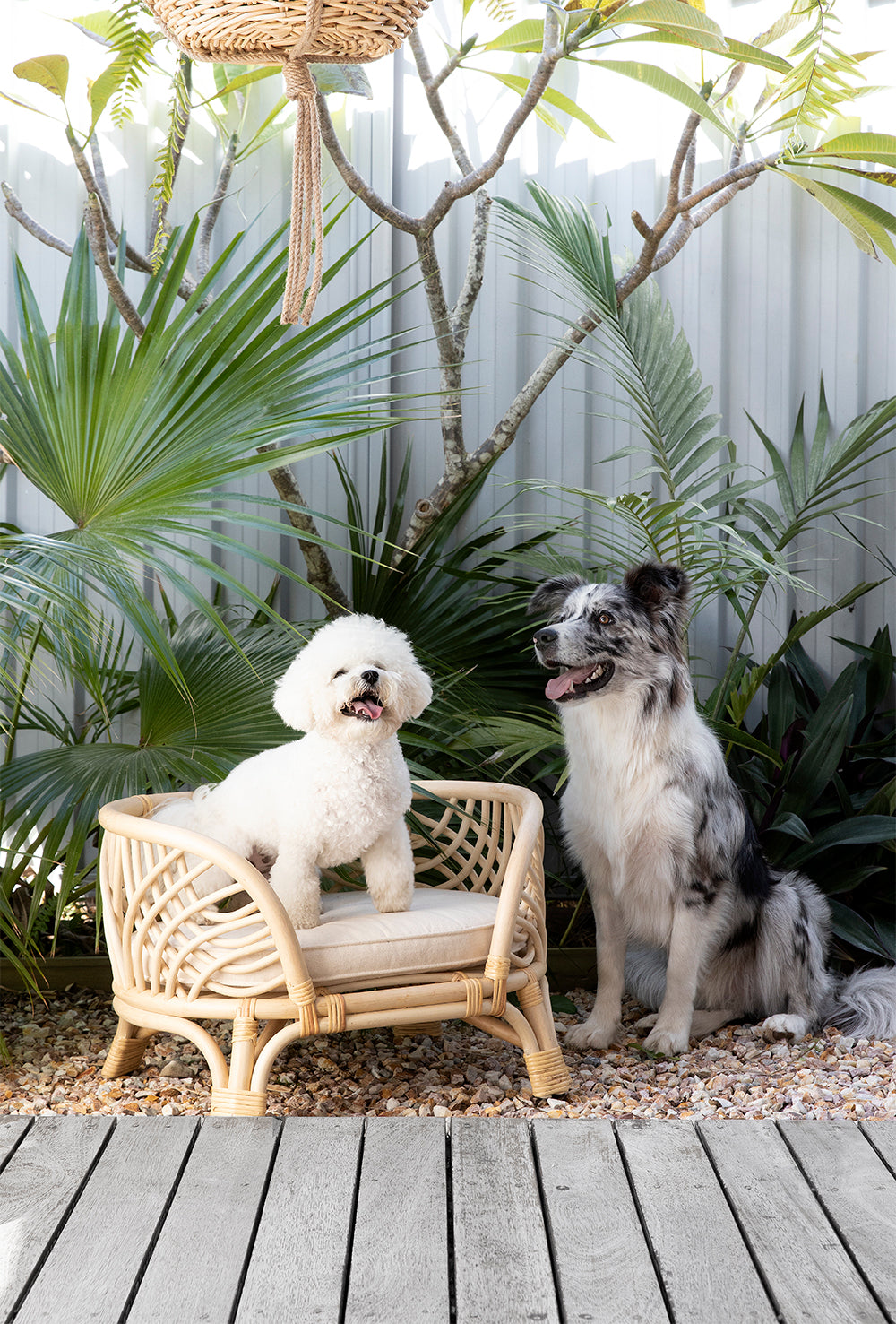Amber Rattan Dog Bed - Australian Designed - Bees Knees Collective