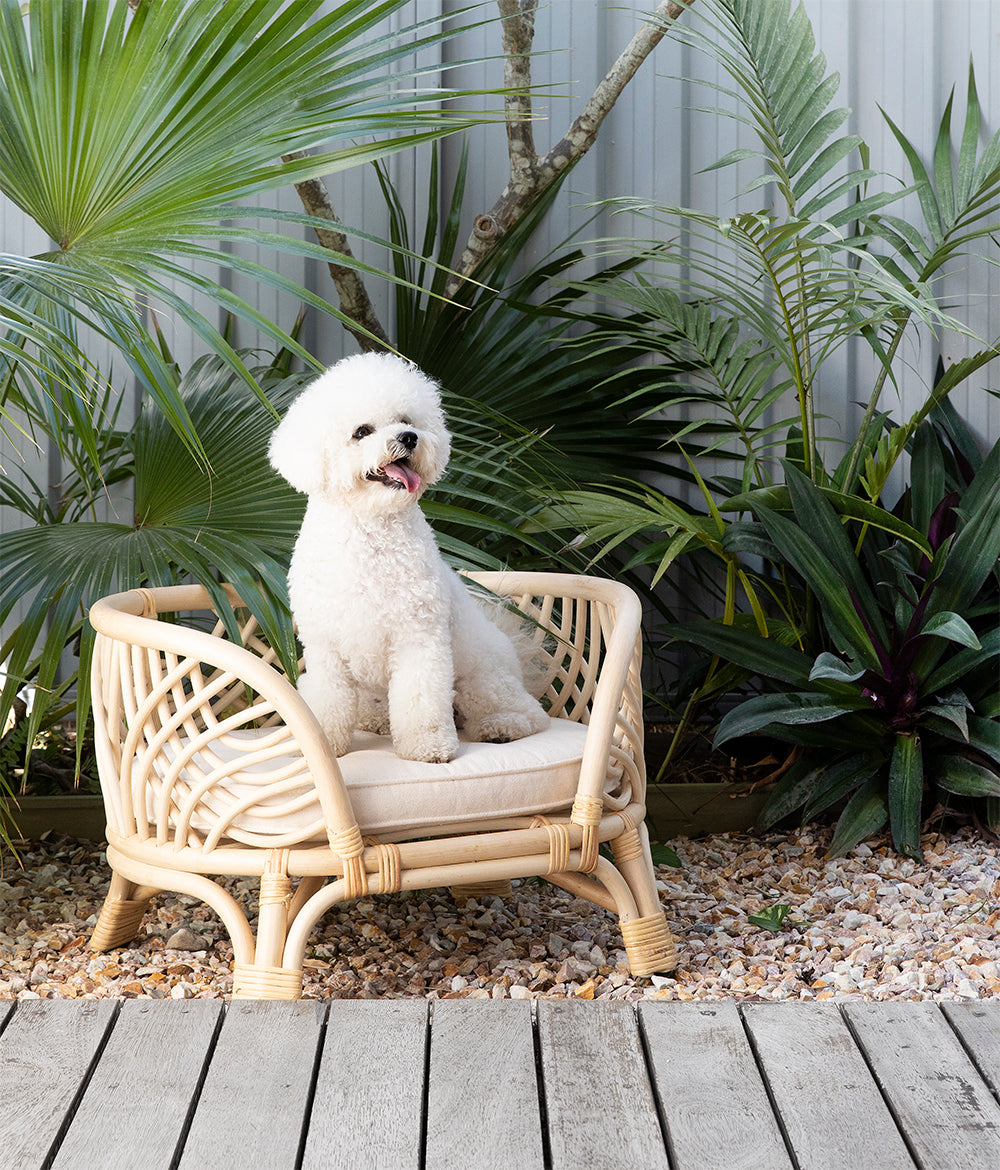 Amber Rattan Dog Bed - Australian Designed - Bees Knees Collective